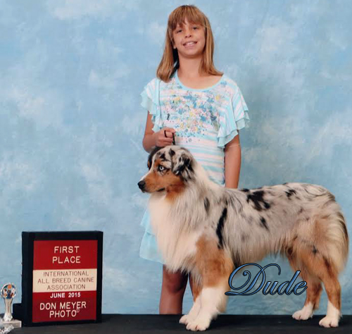 International Champion Mockingbird High Class Dude shown by our grand daughter to 1st place finish at a International Dog Show