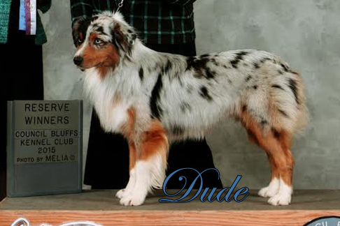 Mini Aussies Irresistible Angels - Dude a blue merle male taking Reserve Winners Dog at an AKC show.