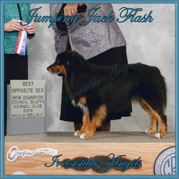 Jumping Jack Flash is now an AKC Champion and an International Champion.