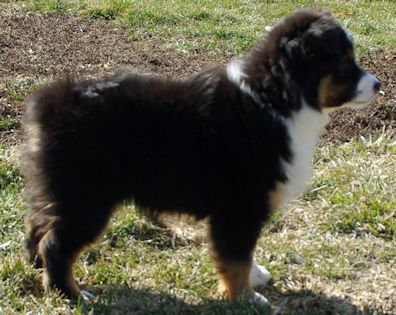 Nakita - black tri female mini Aussie as a puppy