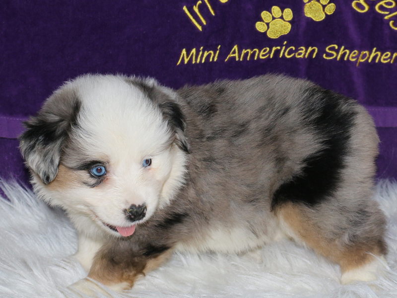 Iris is a blue merle female AKC Miniature American Shepherd puppy with pretty blue eyes.